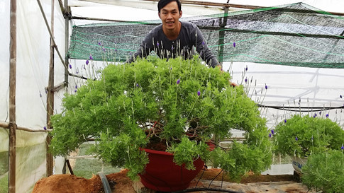 Một chậu lavender khổng lồ trong vườn của anh Nguyễn Thế Tài