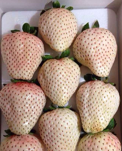 Giờ đây, dâu tây trắng được một số nước như Hà Lan, Nhật Bản, Trung Quốc trồng thương mại tại các nhà kính. Khi chín, quả chuyển từ màu xanh sang trắng và các mắt chuyển sang màu đỏ sậm đẹp mắt (Ảnh: VietnamNet) 9