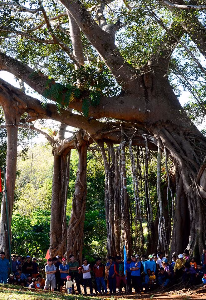 Dưới gốc đa làng Ghè. Ảnh: Đ.H Dưới gốc đa làng Ghè. Ảnh: Đ.H