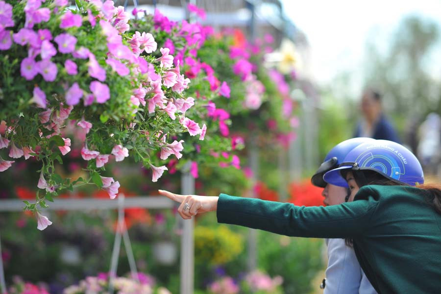 Người dân lựa chọn hoa tại chợ Xuân. 3