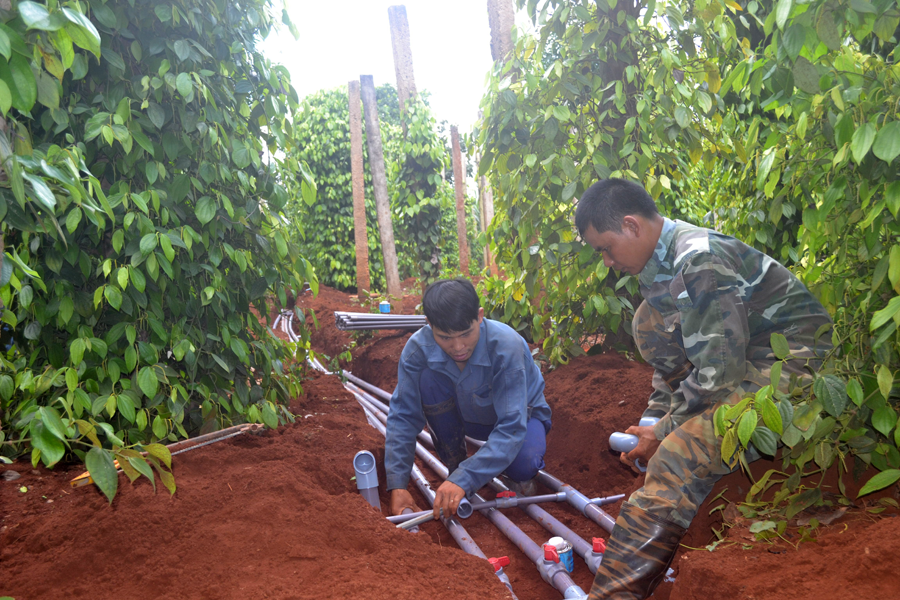 Lắp đặt hệ thống tưới tiết kiệm cho cây hồ tiêu. Ảnh: L.N