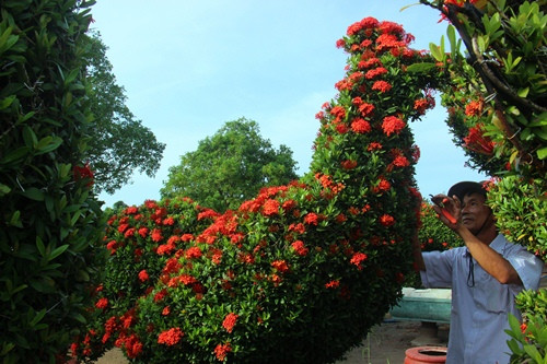 Một con gà trống oai vệ vừa hoàn thành từ một gốc cây bông trang gần 70 năm tuổi. Nghệ nhân ước tính toàn bộ hoa sẽ nở kín vào đúng những ngày Tết.