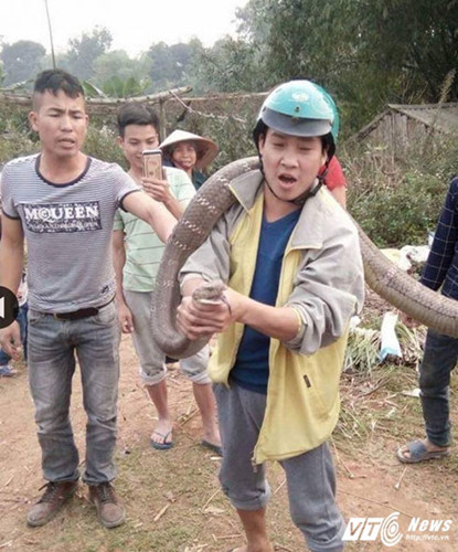 Theo tin tức ban đầu, con rắn hổ mang chúa được phát hiện và bị bắt tại xã Hà Lộc, thị xã Phú Thọ. Con rắn dài gần 5 m, to bằng cổ chân người lớn. Ảnh FB Nam Bi