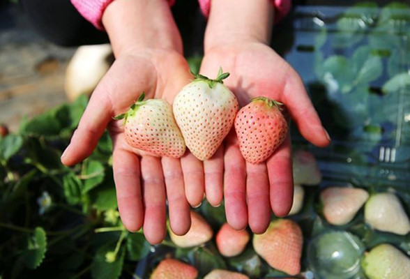 Dù có giá tiền triệu nhưng dâu tây Bạch tuyết vẫn được “săn lùng” ráo riết (Ảnh: Internet) 11