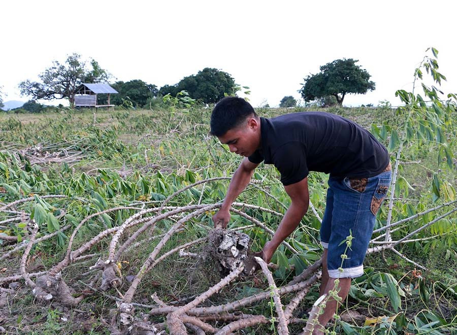 Ông Rơ Ô Tiêu đang gom những gốc mì bị thối rửa. Ảnh: Quang Tấn Anh Tiêu đang gom những gốc mì bị thối rửa. Ảnh: Quang Tấn