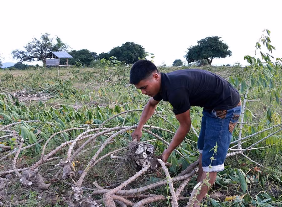 Anh Tiêu đang gom những gốc mì bị thối rửa. Ảnh: Quang Tấn