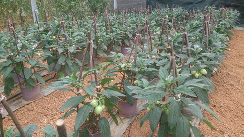 Vườn dưa pepino sẽ cho quả lớn vào dịp Tết Nguyên đán của anh Định