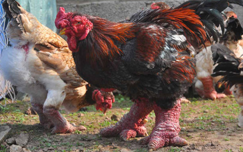 Giống gà Đông Tảo Giống gà Đông Tảo