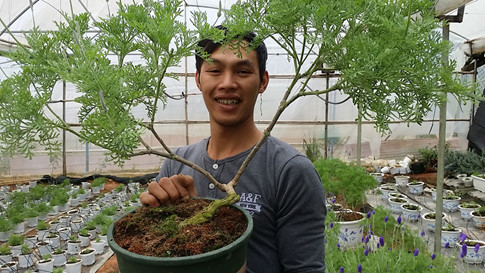  Một chậu bonsai lavender có dáng khá đẹp