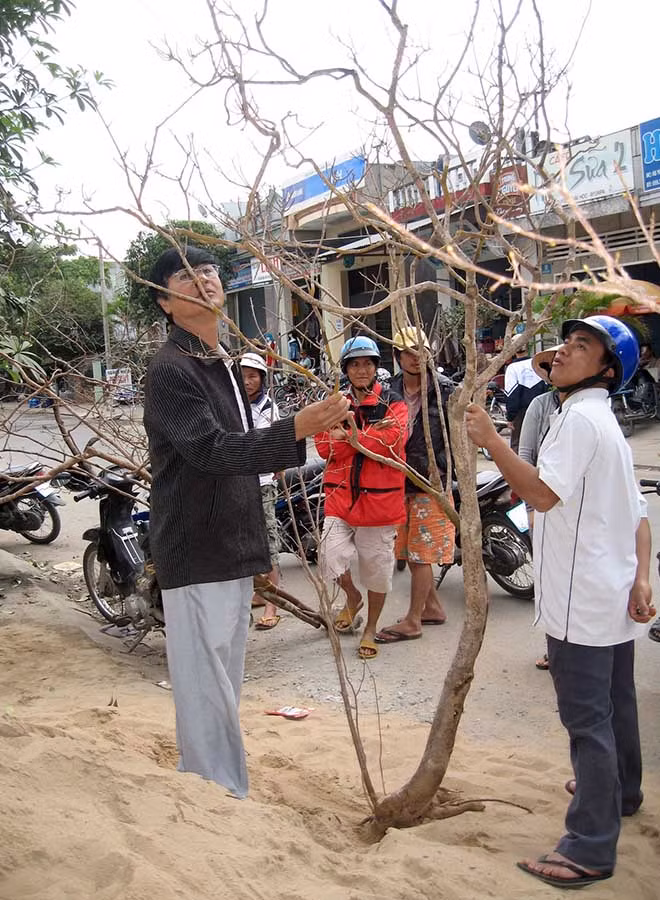 Bứng cả gốc mai rừng. Ảnh: Trần Đức