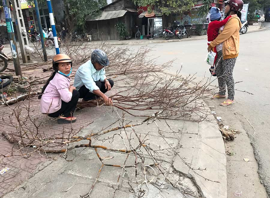 Ảnh: Trần Đức Mai rừng bứng nguyên gốc. Ảnh: Trần Đức