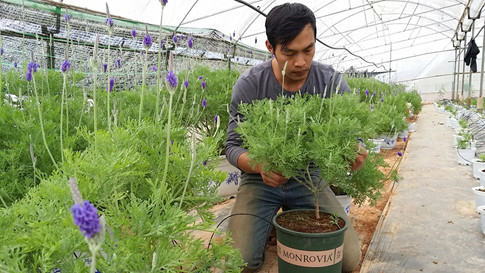 Anh Tài đang tỉa cành, tạo dáng cho chậu lavender
