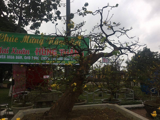 Cây mai có tuổi đời khoảng trên 100 tuổi. 3