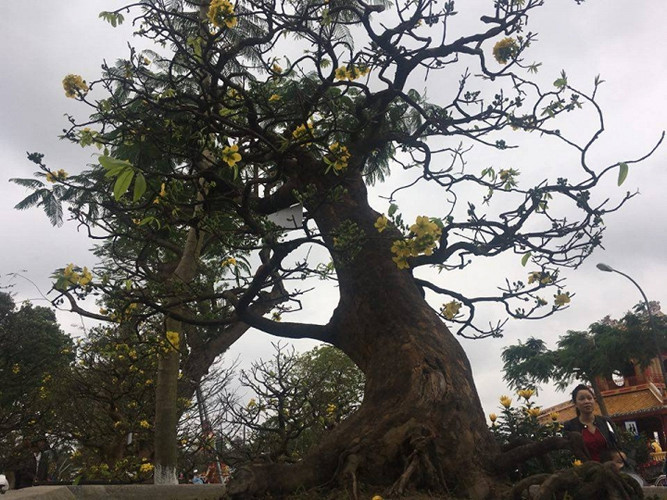 Cây mai này là của ông Trương Thắng (phường An Tây, thành phố Huế). 2