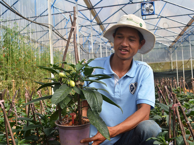 Anh Nguyễn Định trong vườn dưa pepino chậu bán tết của mình