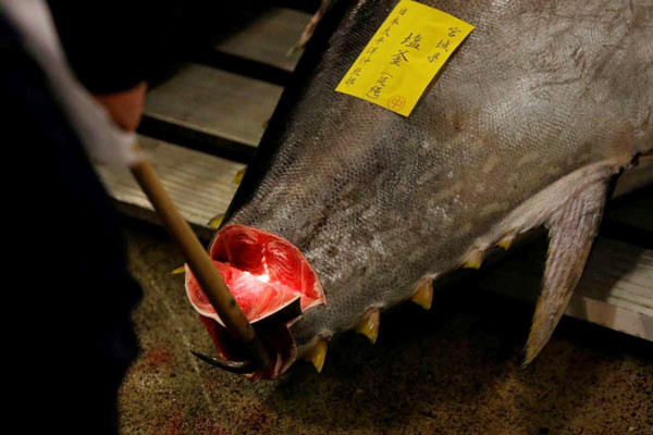  Kiểm tra chất lượng cá ngừ tại chợ cá Tsukiji ở Tokyo trước phiên đấu giá năm mới ngày 5-1-2017. Ảnh: REUTERS
