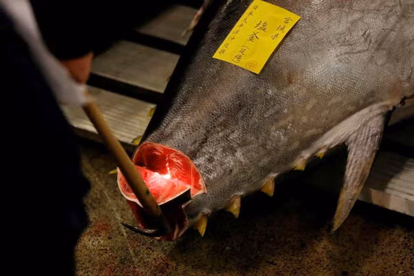  Kiểm tra chất lượng cá ngừ tại chợ cá Tsukiji ở Tokyo trước phiên đấu giá năm mới ngày 5-1-2017. Ảnh: REUTERS