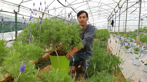 Những chậu lavender lớn đã cho hoa rất nhiều