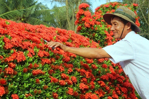 Nhờ quý hiếm và tạo tác công phu, kiểng gà tại vườn của ông Năm Thoại còn xuất đi Malaysia.