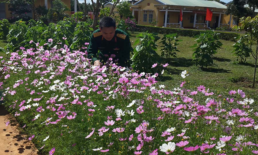 Khuôn viên tràn ngập hoa ở Lữ đoàn 273. Ảnh: Anh Huy