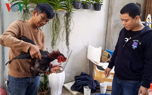  Ông Long chọn bán gà Đông Tảo cho khách.