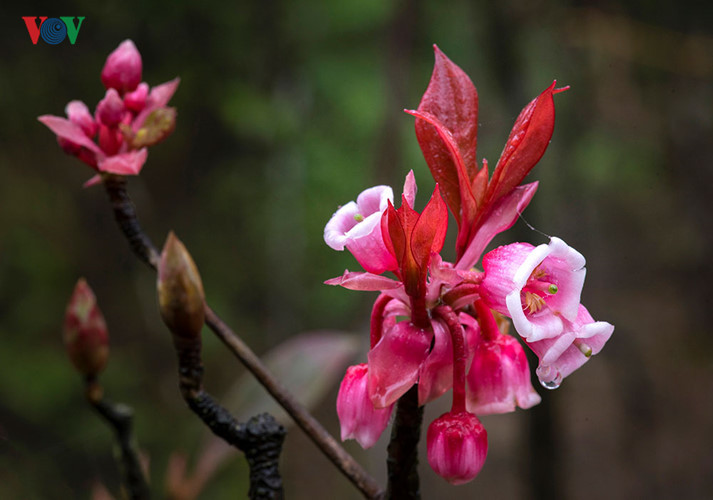 Sắc thắm của Đào chuông