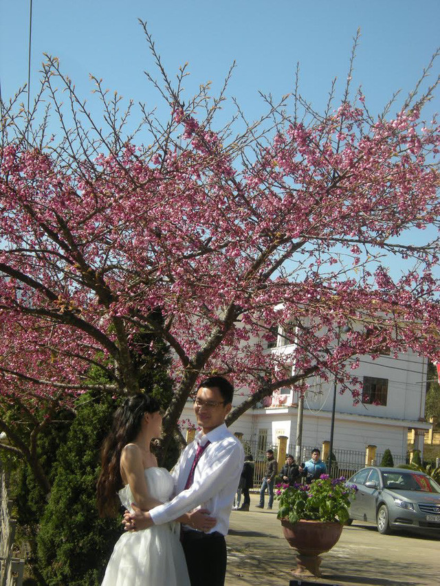 Đôi uyên ương chụp ảnh cưới dưới bóng cây anh đào Nhật Bản.