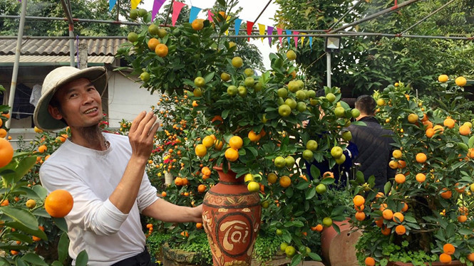 Nghệ nhân Bùi Thế Mạnh giới thiệu về bình quất bon sai tạo dáng hình con gà