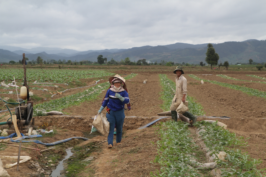 Tết của những người trồng dưa là ở những cánh đồng. Ảnh: Văn Ngọc Tết của những người trồng dưa là ở những cánh đồng. Ảnh: Văn Ngọc