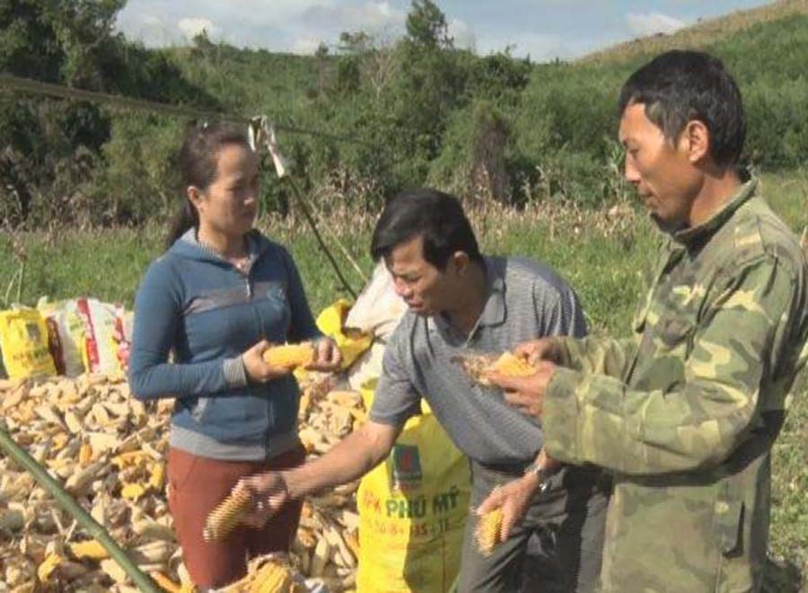  Bắp chất đống ngoài đồng không thể chuyển về nhà phơi được. Ảnh: L.N