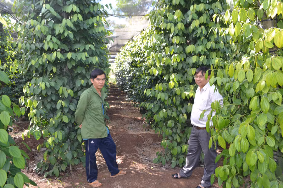 Vườn tiêu của anh Hiếu nhờ tưới nước phun mưa nên phát triển tốt. Ảnh: L.N