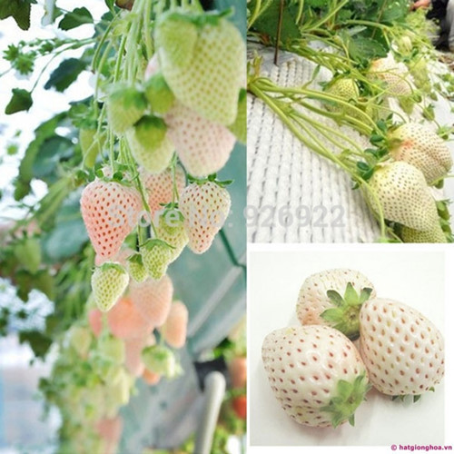 Để được thưởng thức những trái dâu trắng muốt, thơm ngọt này nhiều khách hàng Việt phải chờ đợi hàng chục ngày mới mua được (Ảnh minh họa: Internet) 5