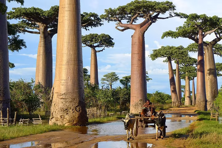 Cây bao báp ở Madagascar.