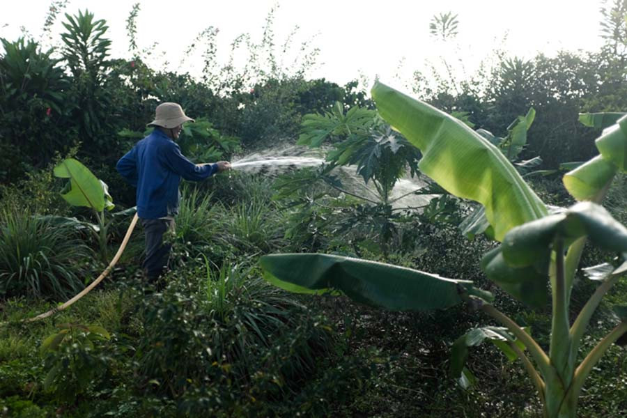 Vườn rau hữu cơ của bà Liễu, anh Tiến được nhiều người dân trong vùng biết tới. Ảnh: Nguyên Bình