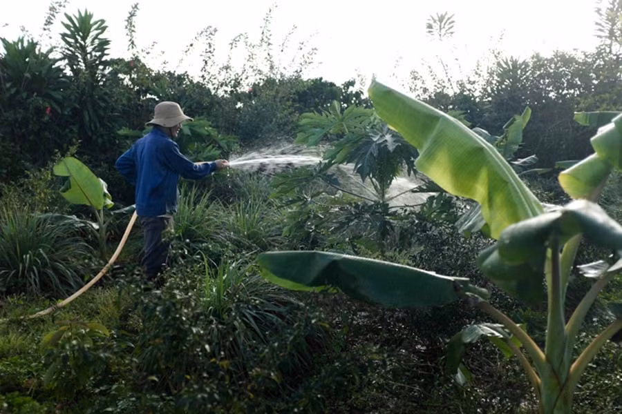 Vườn rau hữu cơ của bà Liễu, anh Tiến được nhiều người dân trong vùng biết tới. Ảnh: Nguyên Bình