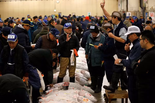 Đấu giá tại chợ cá Tsukiji ở Tokyo ngày 5-1-2017. Ảnh: REUTERS