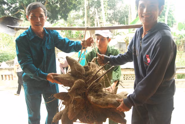 Củ khoai vạc rồng khi mới được đào lên nặng tới 75 kg.