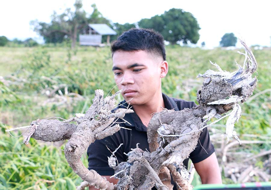 Những củ mì đã bị thối rữa toàn bộ. Ảnh: Q.T Những củ mì đã bị thối rữa toàn bộ. Ảnh: Q.T