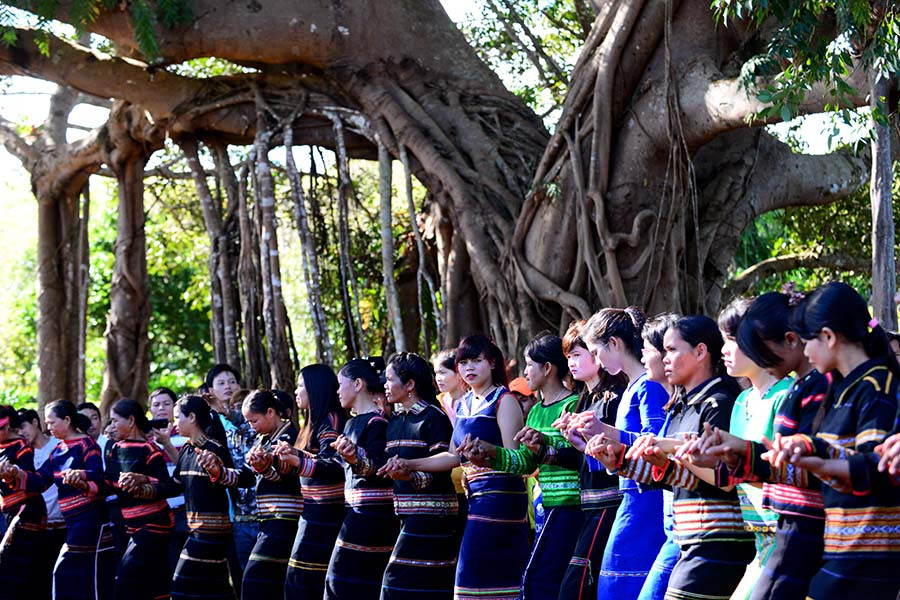 Lễ hội mừng cây đa làng Ghè được công nhận là “Cây di sản Việt Nam”. Ảnh: Đ.H Lễ hội mừng cây đa làng Ghè được công nhận là “Cây di sản Việt Nam”. Ảnh: Đ.H