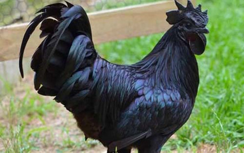 Giống gà đen quý hiếm giá “khủng” Giống gà đen quý hiếm giá “khủng”