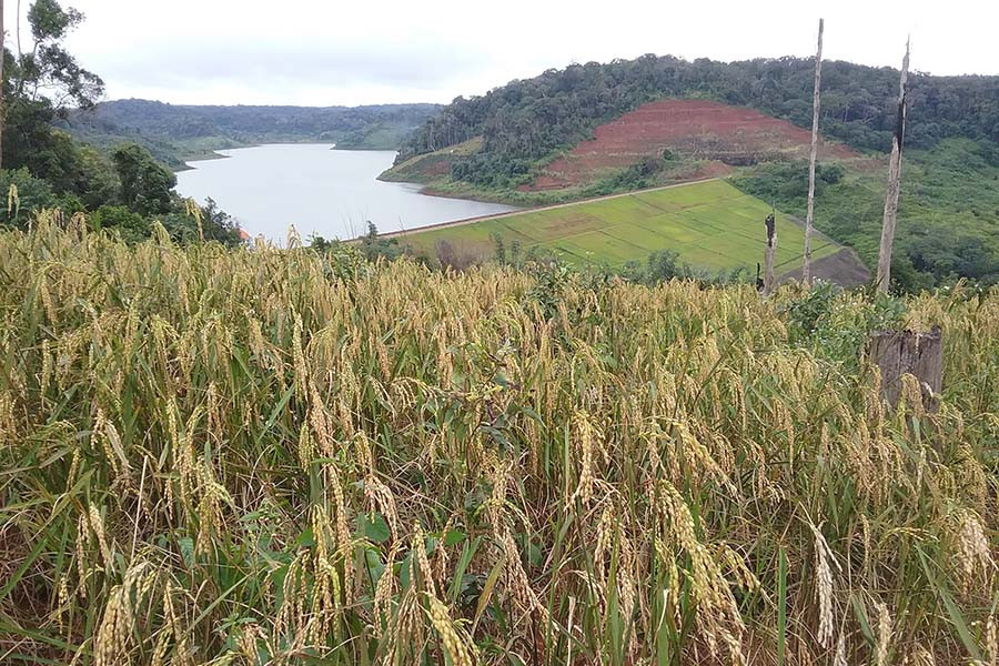 Vùng chuyên canh lúa đỏ Kbang. Ảnh: T.H Vùng chuyên canh lúa đỏ Kbang. Ảnh: T.H