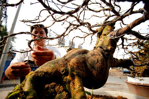 Để tạo ra được một gốc mai đẹp, đòi hỏi người làm phải có bàn tay khéo và con mắt nghệ thuật