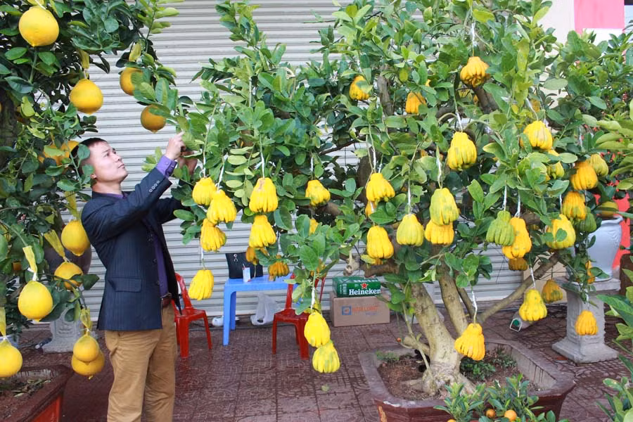 Anh Đức bên chậu phật thủ có giá 23 triệu đồng. Ảnh: Hồng Thi