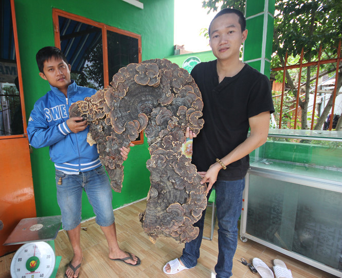 Cây nấm linh chi khủng có hình thù giống bản đồ Việt Nam