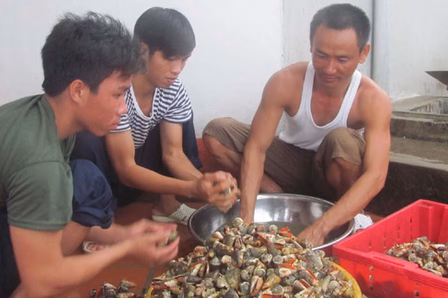  Lính đảo Thuyền Chài B rửa đặc sản ốc nhảy để luộc đãi khách. 