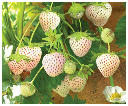 Với vẻ ngoài trắng muốt, căng mọng dâu tây Bạch Tuyết được coi là một trong những loại quả đắt đỏ nhất thế giới (Ảnh: Internet) 6