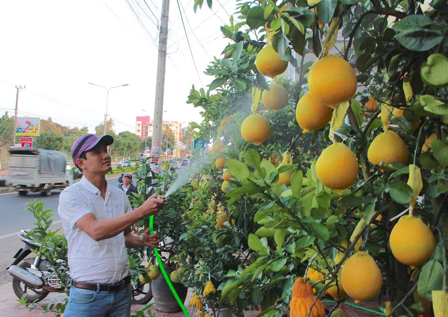Chỉ cần tưới đủ nước, bưởi Diễn cảnh có thể chưng được hơn 6 tháng. Ảnh: Hồng Thi