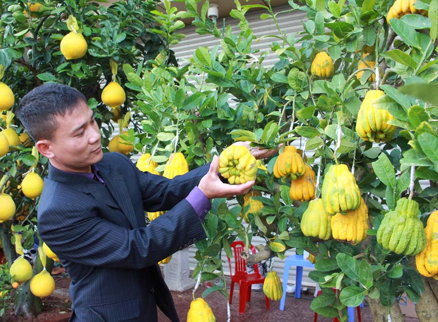 Nhiều gia đình chọn mua cây phật thủ vì cho rằng loại quả bàn tay phật này sẽ đem lại sự bình an, may mắn trong năm mới. Ảnh: Hồng Thi