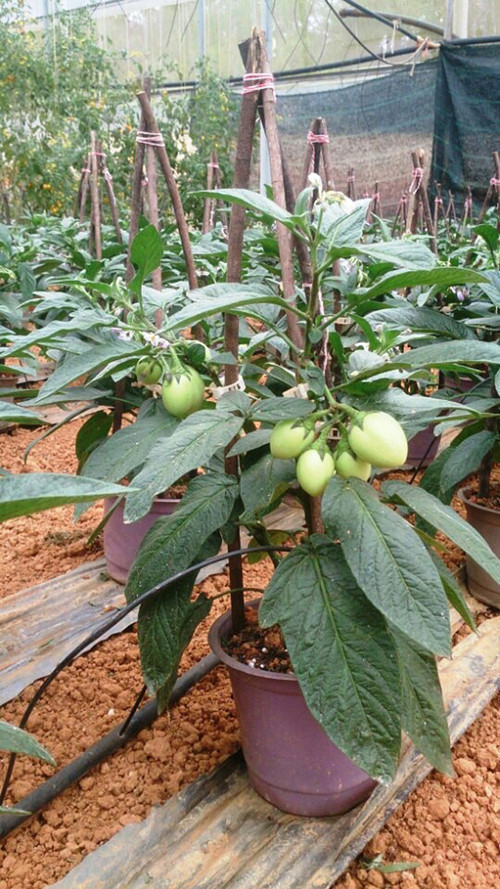  Cận cảnh một chậu dưa kiểng pepino