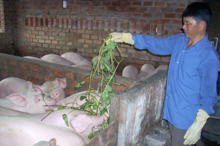 Tăng cường hướng dẫn người chăn nuôi áp dụng biện pháp kỹ thuật phòng-chống dịch bệnh gia súc, gia cầm. Ảnh: T.N